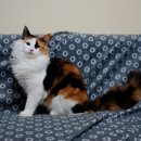 프롬시아 캐터리 이미지