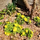 봄마중(2월에는) 이미지