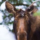 무스(Moose) 이미지