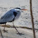 해오라기 이미지