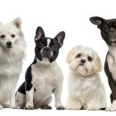 세종다온동물병원 이미지