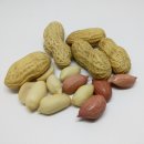 땅콩이네 이미지