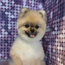 핫도그몽실 이미지