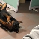 마냐나코리아 이미지