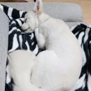구미 JM 동물 메디컬 센터 이미지