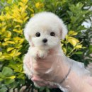 은평-010 | 드림독 인천에서 느낀 온도, 은평구강아지분양과는 조금 다른 결