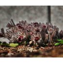 한밭수목원 서원 이미지