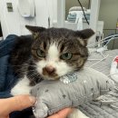 양양동물병원 이미지