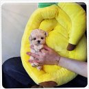 퍼피로그 강아지분양 진주점 | 창원강아지 추천 퍼피로그 강아지분양 창원점 후기^^