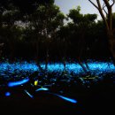 고래불관광지 이미지