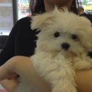 한솔동물병원 이미지