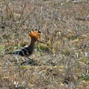후푸(HOOPOE)