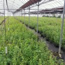 왕림농장 이미지