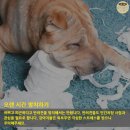 가출 Daum카페