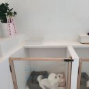 황실 애견미용 살롱 이미지