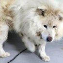 들개농장 이미지