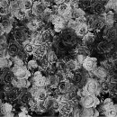 일조여관 이미지