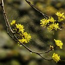 흔들리며 피는 꽃 이미지