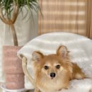 클라우드독 미용실 이미지