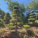 반송 Daum카페