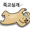 훈이애견