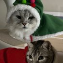 Merry Christmas with cats 이미지