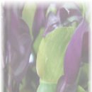 바지선 선상낚시 이미지