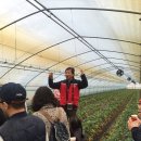 행복한 딸기농장 이미지