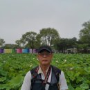 부여 서동공원(궁남지) 연꽃 (2023.07.08) 이미지