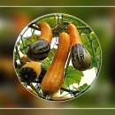 가을의 열매를 찾아서 Y, <b>색동</b><b>호박</b> 열매