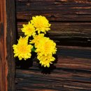 사랑문구 이미지