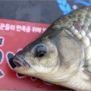 쉬리 이미지