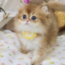 김포고양이분양 맘스캣 이미지