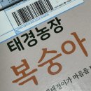 태경농장 | 광클 성공! 태경농장 호기도 딱복숭아 후기 🍑✨