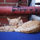 시에스타 이미지