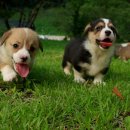 세계명견 감곡켄넬 이미지