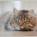 반려동물병원 이미지