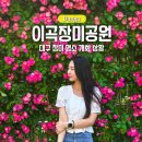 진천장미공원 | 대구 장미 명소 이곡장미공원 축제 만개 주차장 정보