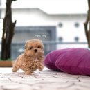 깜찍하개 이미지