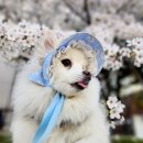 멍멍플라워 이미지