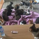 애니멀케어 이미지