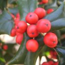 호랑호랑 이미지