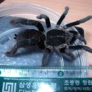레드인디언