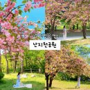 난지천3(축구장) | 서울 겹벚꽃 명소 난지천공원 실시간 개화상태 피크닉 후기