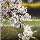 마음향기 시낭송 이미지