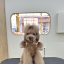 별그루밍 이미지