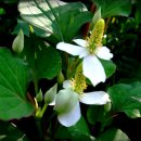 야생화편지 이미지