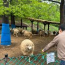 늘솔길근린공원양떼목장 | 인천 남동구 가볼만한곳 - 청년미디어타워 전망대 카페, 늘솔길공원 양떼목장