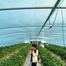 중앙공원 매점 앞 공중화장실 | 딸기도 먹고 체험도 하고 지금 날씨에 딱 좋은 데이트 맛집 '양산 하나 딸기 체험'(내돈내산)