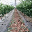 처음농장 이미지